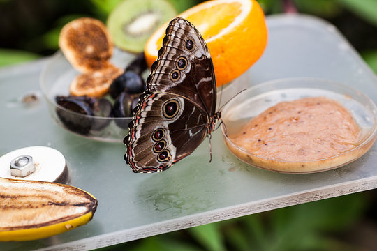 Blauer morphofalter Morpho peleides Schmetterling Fr&uuml;chte
