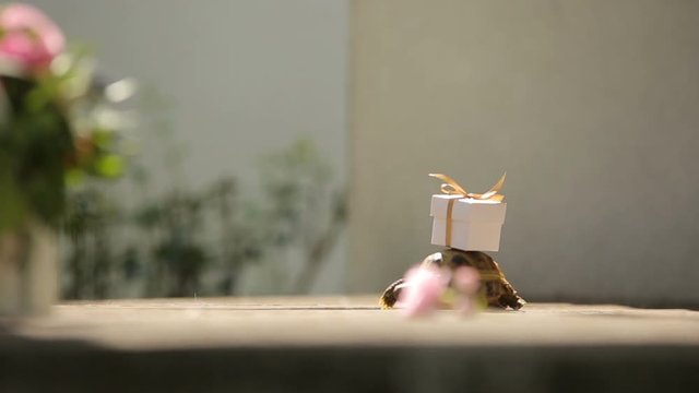 reception wedding decorations advertising footage for logo - turtle with miniature surprise gift on a shell