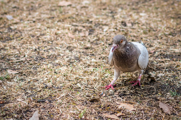 Brown pigeon walking over a brown dry background