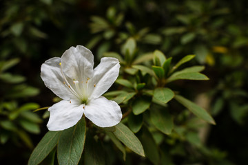 White flower and leaves over a dark background