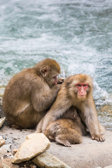 Jigokudani Monkey Park , monkeys bathing in a natural hot spring at Nagano , Japan