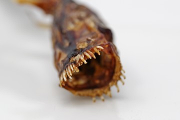 怪物のような顔の魚