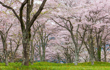 Sakura cherry blossom tree at green park