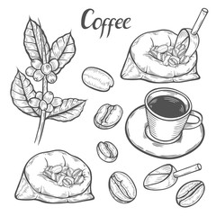 Coffee plant branch