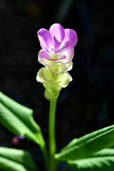 purple petal flowers