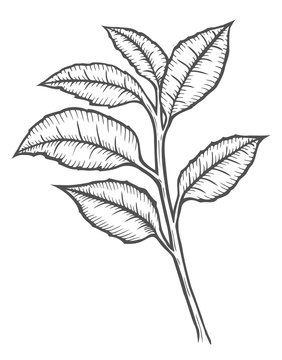 Tea tree illustration