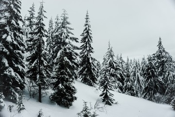 Naklejka premium Snow covered forest in Winter in the Central Cascades