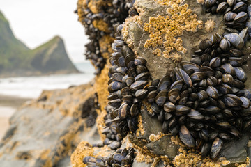 Llangrannog Beach, Wales, UK