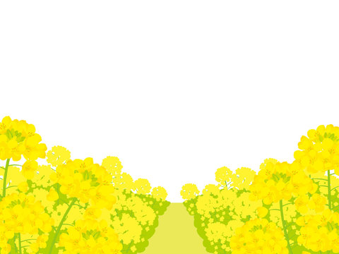 菜の花畑　背景イラスト