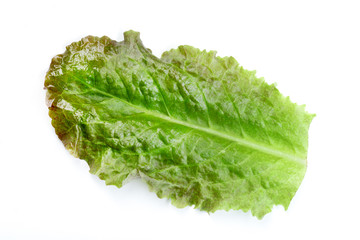 Salad leaves isolated on white background