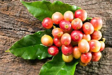 Coffee beans on a branch of tree