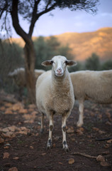 Fototapeta premium White Ewe in an Olive Grove in Winter