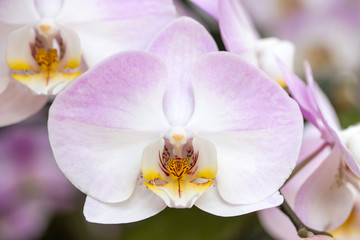 Naklejka na ściany i meble Purple phalaenopsis orchid flower