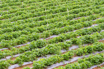 strawberry plantation