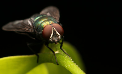 Macro the insect with nature background 