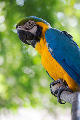 portrait colorful macaw parrot