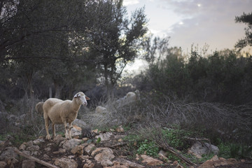 Flock of Mediterranean Sheep in an Olive Grove in Winter