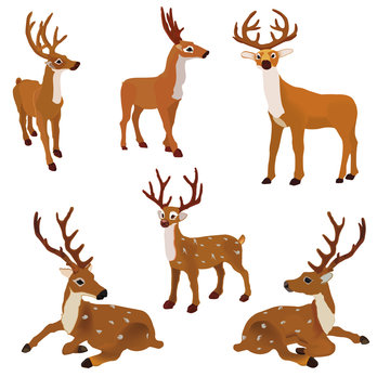 Set of vector  deer
