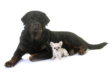 puppy chihuahua and rottweiler
