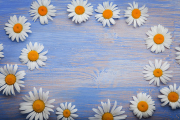 Background of daisies on an old wood board