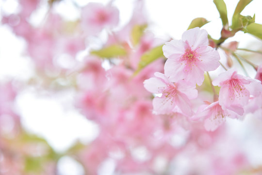 桜の花　早春




