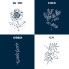 Vector collection of four hand drawn medicinal plants