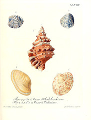 Illustration of shells. 