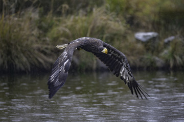 Closeup of a Stellers sea eagle (Haliaeetus pelagicus) in flight with vegetation in the background