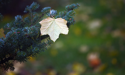 Natural background. Leaf on the tree after the rain