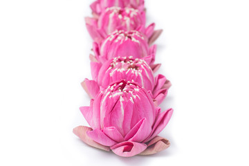 folding lotus thai style isolated on white background