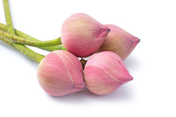 Pink lotus isolated on white background