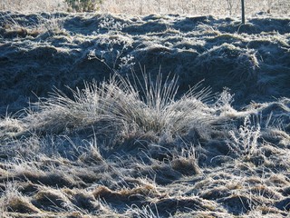 Vegetación helada cerca del río