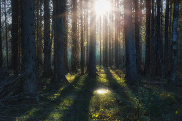 sunlight illuminates foliage in a forest