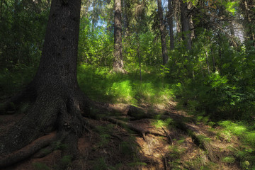 tree trunk and roots in the forest, in the background the sun shines through the leaves