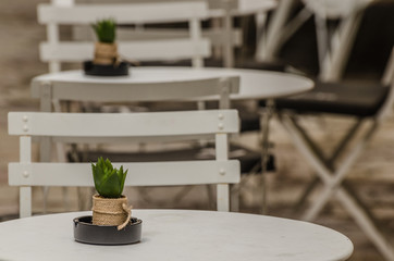 kaktus auf tisch in restaurant