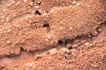 ant nest or home on the red rocket