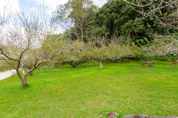 Japanese apricot trees at Royal Agricultural Station Angkhang ,tourist attraction at Chiang mai province in thailand
