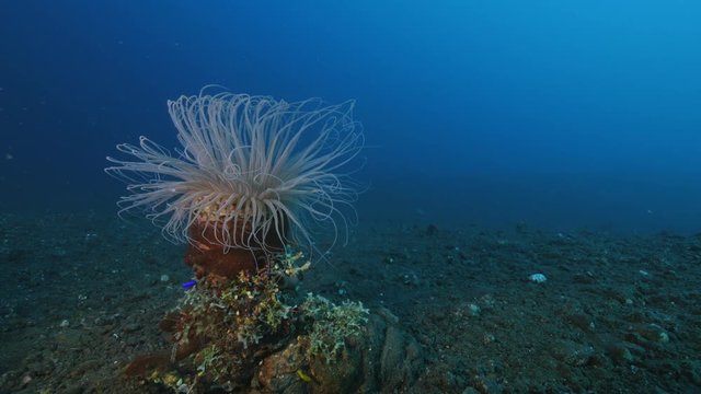 Tube-dwelling anemone - ceriantharia