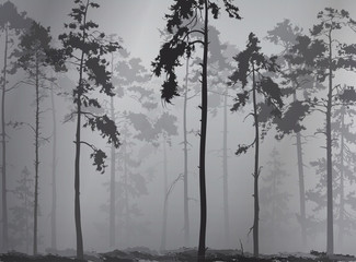 Fototapeta premium foggy forest