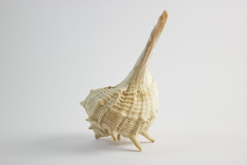 Sea Shell Vertical Position