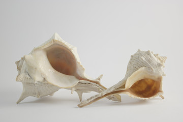 Double Sea Shells Horizontal View