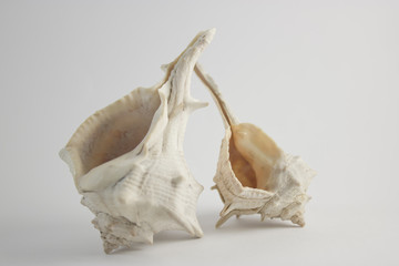 Double Sea Shells Vertical View