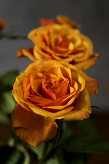 orange rose on theneutralbackground