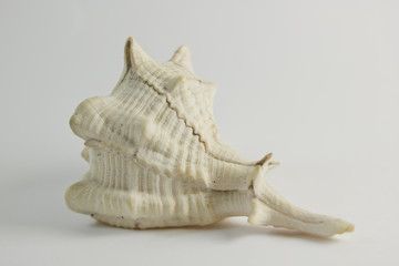 Hard Shelled Sea Shell Side View
