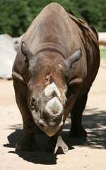 Rhinoceros