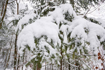 Pine tree in winter cover Snow
