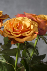 orange rose on theneutralbackground