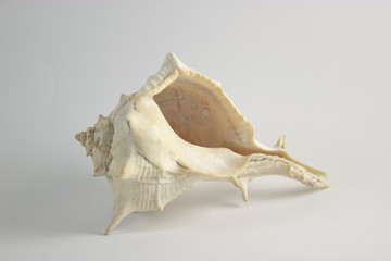 Sea Shell Holed Horizontal Position