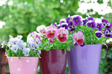 purple lilac red pansies pots balcony