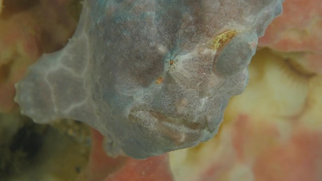 Giant frogfish close-up